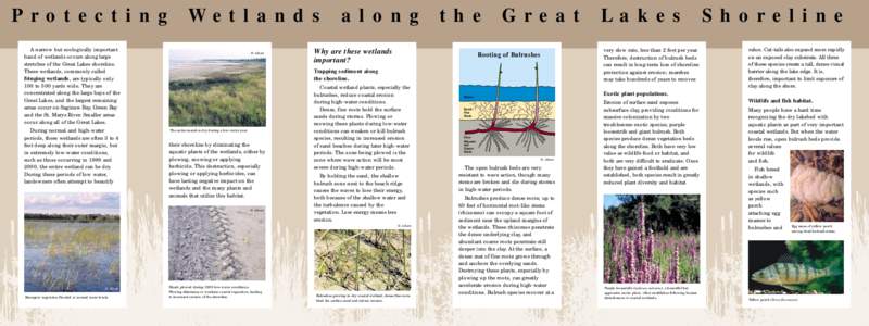 Protecting A narrow but ecologically important band of wetlands occurs along large stretches of the Great Lakes shoreline. These wetlands, commonly called fringing wetlands, are typically only