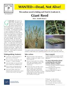 WANTED—Dead, Not Alive! WEEDS This outlaw weed is hiding out! Find it. Eradicate it.  Fact Sheet-06-21