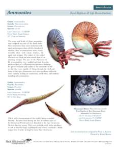 Invertebrates  Ammonites Fossil Replicas & Life Reconstructions