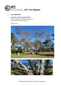 ACT Tree Register Tree Registration Nomination 118 Tree Number PTR118 Species: Eucalyptus melliodora (Yellow box) Location: Block 3 Section 79 Ainslie Photo of tree: