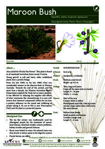 Maroon Bush  Scientific name: Scaevola spinescens Aboriginal name: Murin Murin (Noongar)  Plant habit