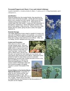 Perennial Pepperweed, Hoary Cress and related whitetops Lepidim latifolium L., Cardaria draba (L.) Desv., C. pubescens (C. A. Meg Jarmolenko), and C. chalapensis L. Identification: Perennial weeds from the mustard family