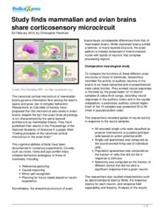 Study finds mammalian and avian brains share corticosensory microcircuit