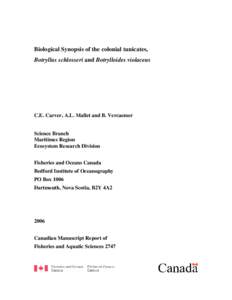 Botryllus / Tunicate / Stolidobranchia / Ciona / Pleurogona / Ascidiacea / Botrylloides / Botryllus schlosseri