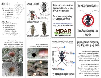Asian Longhorned Beetle (Anoplophora glabripennis or “ALB”) is a serious threat to hardwood trees including maple, birch, willow and elm. ALB kills trees by tunneling through the wood. Once a tree is