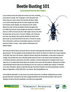 Beetle Busting 101 Survey Vermont Trees for Alien Invaders In your travels around the state this summer you have inevitably encountered a purple “box” hanging in a tree along the road. These traps are used to detect 