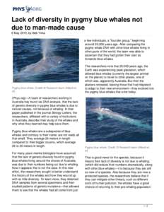 Lack of diversity in pygmy blue whales not due to man-made cause