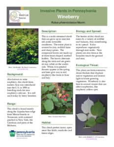 Invasive Plants in Pennsylvania  Wineberry Rubus phoenicolasius Maxim.  Photo: John Randall, The Nature Conservancy,