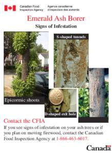 Emerald Ash Borer Signs of Infestation S-shaped tunnels Epicormic shoots D-shaped exit hole