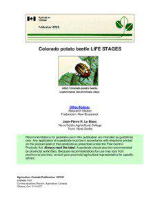 Colorado potato beetle LIFE STAGES  Adult Colorado potato beetle,