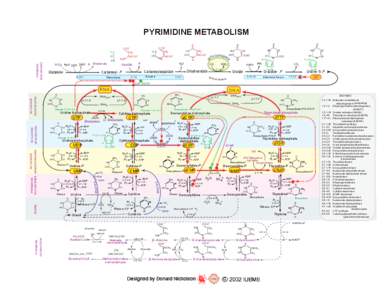 PYRIMIDINE METABOLISM  PYRIMIDINE