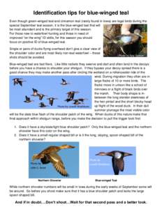 Identification tips for blue-winged teal Even though green-winged teal and cinnamon teal (rarely found in Iowa) are legal birds during the special September teal season, it is the blue-winged teal that will be most abund