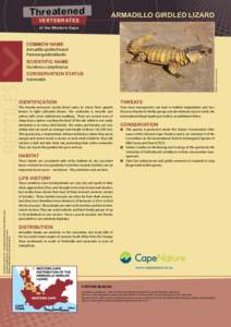 Threatened VERTEBRATES ARMADILLO GIRDLED LIZARD  of the Western Cape