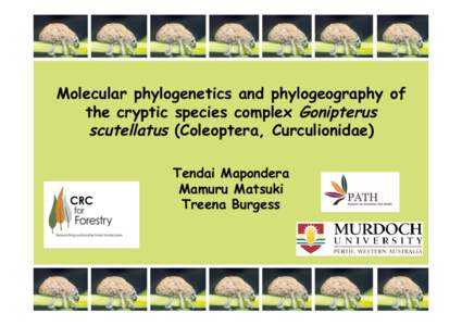 Molecular phylogenetics and phylogeography of the cryptic species complex Gonipterus scutellatus (Coleoptera, Curculionidae) Tendai Mapondera Mamuru Matsuki Treena Burgess