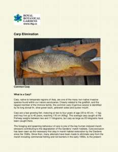 Carp Elimination  Common Carp What is a Carp? Carp, native to temperate regions of Asia, are one of the many non-native invasive species found within our nature sanctuaries. Closely related to the goldfish, and the