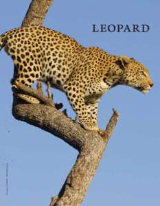 Stuart G Porter / Shutterstock  Leopard ‫נמר‬ Namer