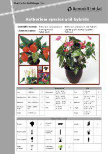 Plants-in-buildings.com  Anthurium species and hybrids