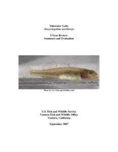 Tidewater Goby (Eucyclogobius newberryi) 5-Year Review: Summary and Evaluation  Photo by U.S. Fish and Wildlife Staff