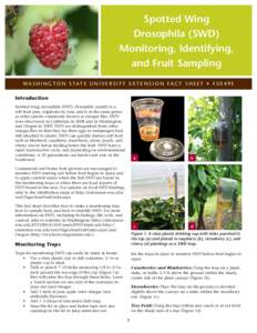 Spotted Wing Drosophila (SWD) Monitoring, Identifying, and Fruit Sampling WA S H I N G T O N S TAT E U N I V E R S I T Y E X T E N S I O N FA C T S H E E T • F SE Introduction