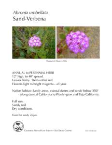 Abronia umbellata  Sand-Verbena Photographs by Margaret L. Fillius