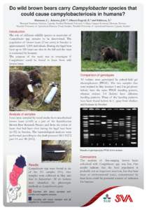 Do wild brown bears carry Campylobacter species that could cause campylobacteriosis in humans? Hansson, I.1, Arnemo, J.M.2,3, Olsson Engvall, E.1 and Fahlman, Å.4 1National  Veterinary Institute, Uppsala, Sweden,2Hedmar