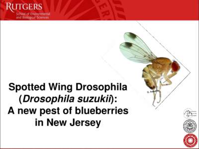 Spotted Wing Drosophila (Drosophila suzukii): A new pest of blueberries in New Jersey  On-going projects