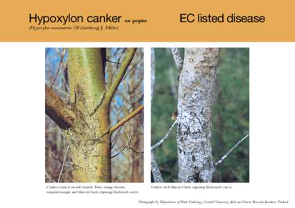 Hypoxylon canker on poplar