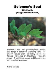 Solomon’s Seal Lily Family (Polygonatum biflorum)  Solomon’s Seal has greenish-yellow flowers