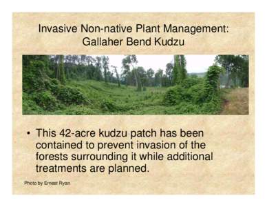 Invasive Non-native Plant Management: Gallaher Bend Kudzu • This 42-acre kudzu patch has been contained to prevent invasion of the forests surrounding it while additional