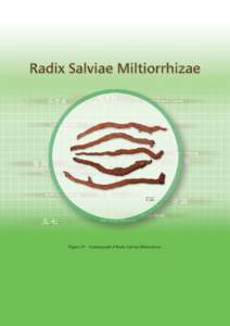 1 cm  Figure 29 A photograph of Radix Salviae Miltiorrhizae Radix Salviae Miltiorrhizae