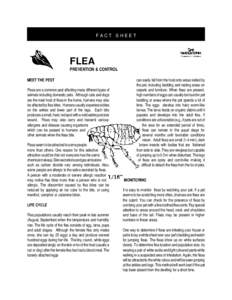 FACT SHEET  FLEA PREVENTION & CONTROL MEET THE PEST Fleas are a common pest affecting many different types of
