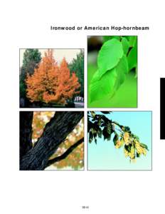 Ironwood or American Hop-hornbeam  slide 41a 360%  slide 41d
