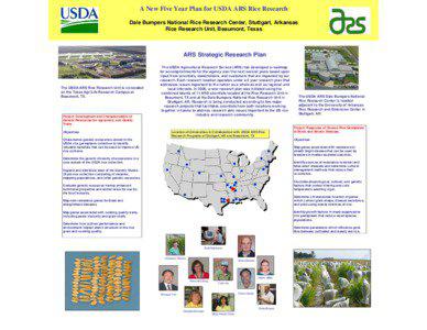 A New Five Year Plan for USDA ARS Rice Research Dale Bumpers National Rice Research Center, Stuttgart, Arkansas Rice Research Unit, Beaumont, Texas