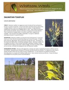 DALMATIAN TOADFLAX Linaria dalmatica THREAT: Dalmatian toadflax is an aggressive weed, introduced from southeastern Europe as a garden ornamental. This perennial plant reproduces both by seed and by creeping rootstock, a