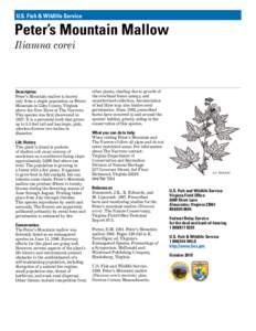 U.S. Fish & Wildlife Service  Peter’s Mountain Mallow Iliamna corei  Description