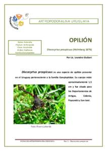 Reino: Animalia Phylum: Arthropoda Clase: Arachnida Orden: Opiliones Familia:Gonyleptidae
