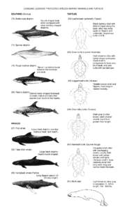 WESTERN PACIFIC PELAGIC MANAGEMENT UNIT SPECIES