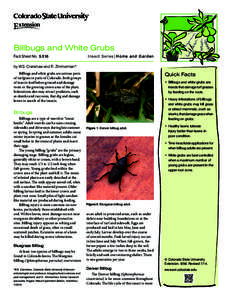 Billbugs and White Grubs Fact Sheet No.	 5.516 Insect Series| Home and Garden  by W.S. Cranshaw and R. Zimmerman*