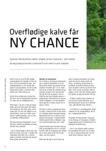 Overflødige kalve får  NY CHANCE Dyrenes Beskyttelse støtter projekt Jersey Græskalv, som redder  Tekst: Lars Madsen. Foto: Thorkild Nissen