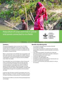 Polyculture of carps and mola in ponds and ponds connected to rice fields Summary  Benefits of producing mola