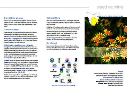 Garden pests / Land management / Biology / Weed control / Senecio / Weeds Act / Longitarsus jacobaeae / Agriculture / Flowers / Jacobaea vulgaris