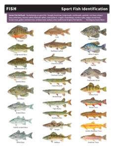 FISH	  Sport Fish Identification Game Fish Defined: The following are game fish - bluegill, black bass (largemouth, smallmouth, spotted), rock bass, striped