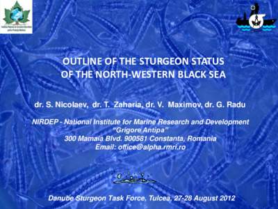 INCDM  OUTLINE OF THE STURGEON STATUS OF THE NORTH-WESTERN BLACK SEA dr. S. Nicolaev, dr. T. Zaharia, dr. V. Maximov, dr. G. Radu NIRDEP - National Institute for Marine Research and Development
