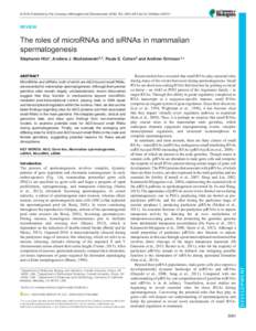 The roles of microRNAs and siRNAs in mammalian spermatogenesis