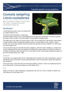 Targeted species survey guidelines - Cooloola sedgefrog
