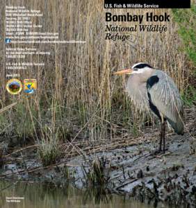 Bombay Hook National Wildlife Refuge 2591 Whitehall Neck Road Smyrna, DE[removed]9345 Office[removed]Visitor Center
