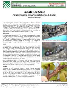 Lobate Lac Scale (Hemiptera: Kerriidae) 