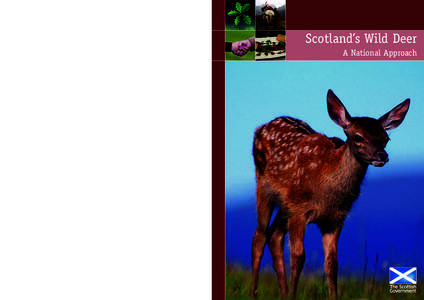 Deer / Red deer / Roe deer / Forestry Commission / White-tailed deer / Deer hunting / Fauna of Europe / Fauna of Ireland / Zoology