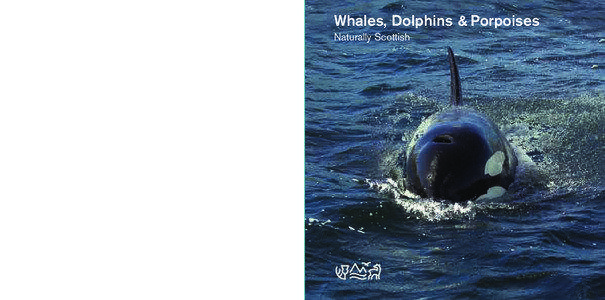 WHALES, DOLPHINS & PORPOISES  Whales, Dolphins & Porpoises