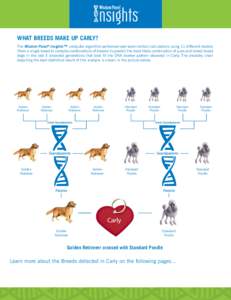 ®  WHAT BREEDS MAKE UP CARLY? The Wisdom Panel® Insights™ computer algorithm performed over seven million calculations using 11 different models (from a single breed to complex combinations of breeds) to predict the 